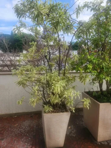 Vaso Planta Canção da Índia