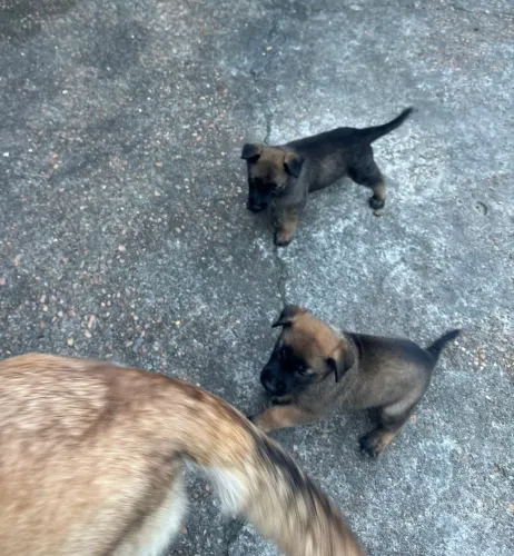 PASTOR BELGA MALINOIS (FILHOTES)