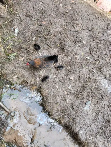 vendo essa galinha garnisé com quatro pintinhos