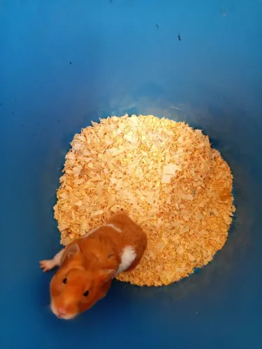 Hamster sírio