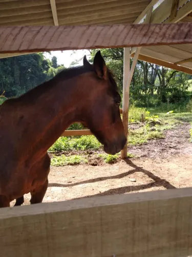 Cavalo