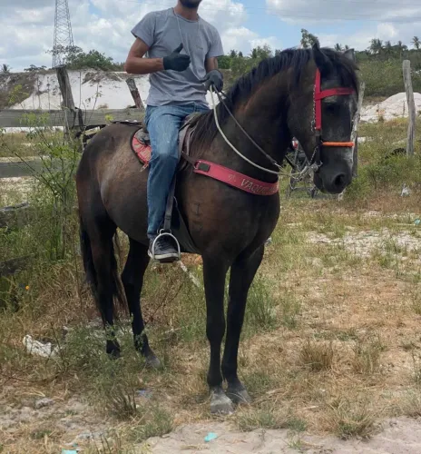 Cavalo 