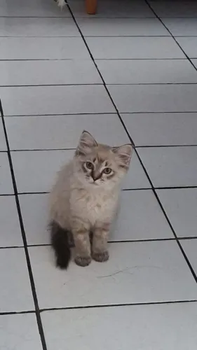 Gata Ragdoll a venda