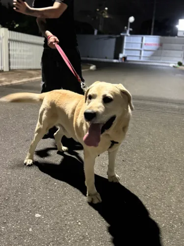 labrador para doação 