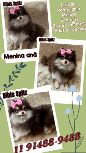 Lulu da Pomerânia femea exotica