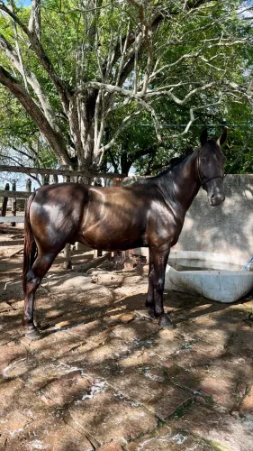 Cavalo de picado