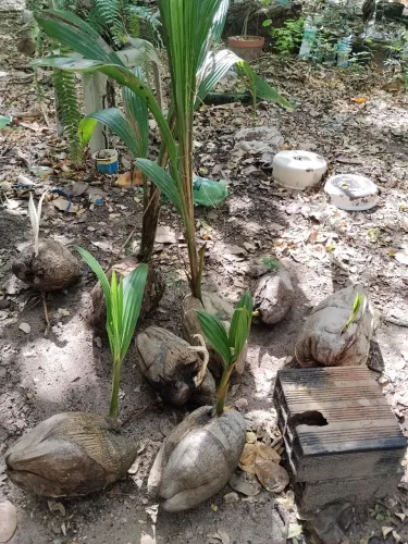 Mudas de coqueiro