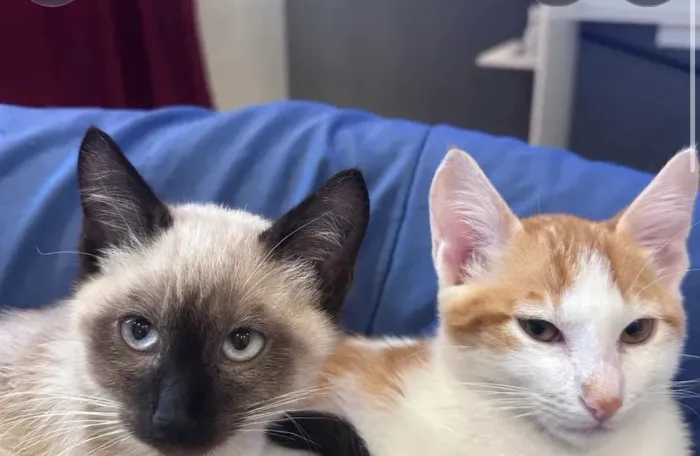 Gatos