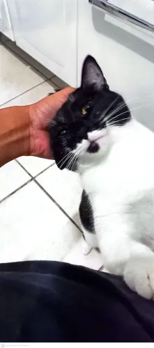 Doa-se Gatinhas