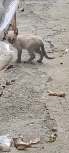 Doação de gatos