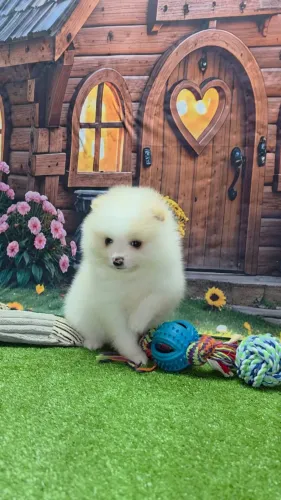 Lindo filhote de Spitz