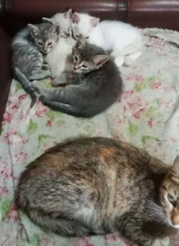 Gatinhos filhotes