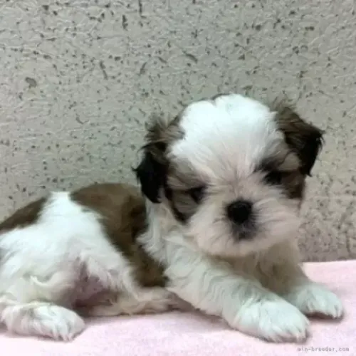 Cachorro Shih Tzu/ Shitzu dócil com pedigree e garantias filhotes macho e fêmea