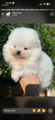 Lulu da Pomerania 