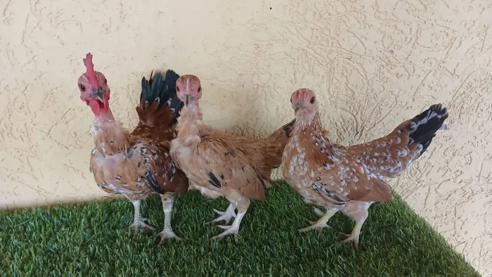 Mini garnize caipira