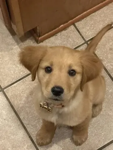 Filhotes Golden Retriever Últimos Disponíveis