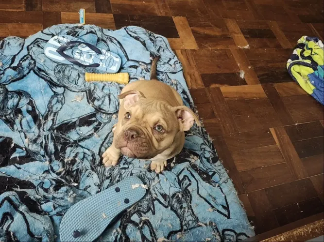 American Bully Pocket 3 meses fêmea