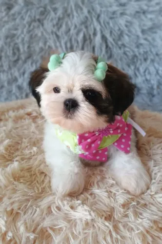 Shih-Tzu Fêmea CBKC