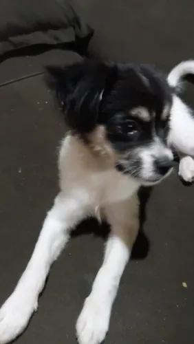 Cachorro pra doação ,raça n expecificada muito docil e linda com 3 meses de vida