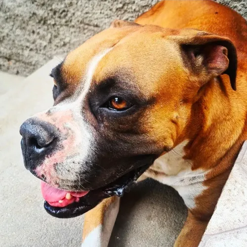 Cadela boxer para Adoção.
