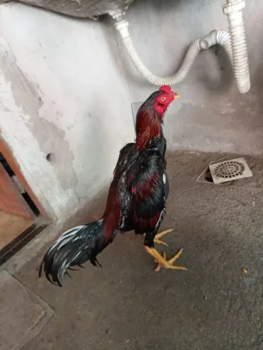 Frangos 
