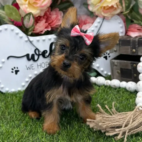 Yorkshire Terrier: amor,energia e puro charme!