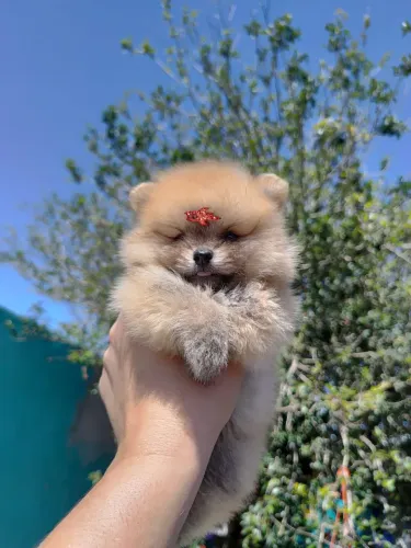 Spitz alemão Lulu da Pomerania