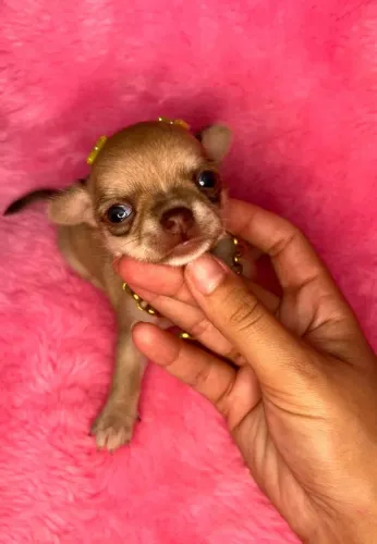 Chihuahua dourada com focinho marrom. Pequena e charmosa