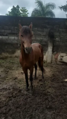Cavalo mangalarga marcha picada documentado