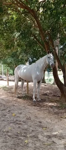 Égua