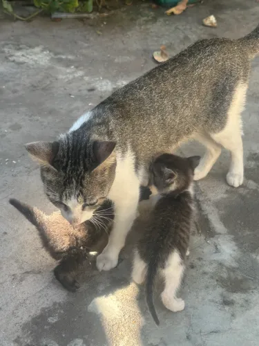 Doação gatos