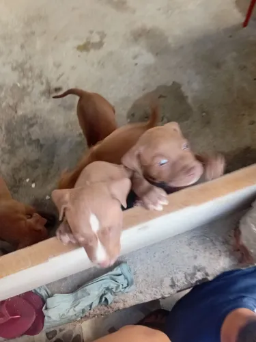 Vendo filhote de cachorro pitbull
