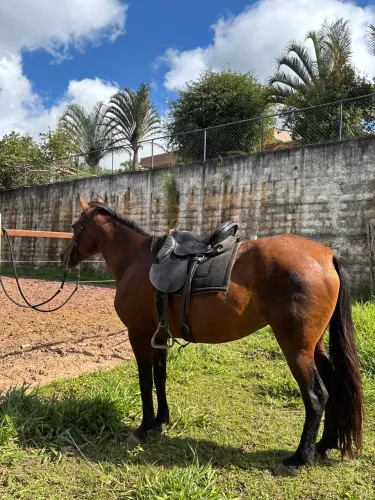 Egua mangalarga castanha
