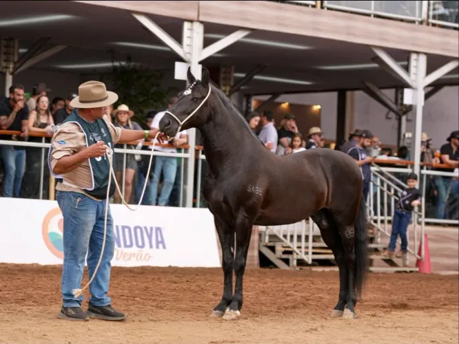 Cobertura cavalo Mangalarga Marchador preto premiado