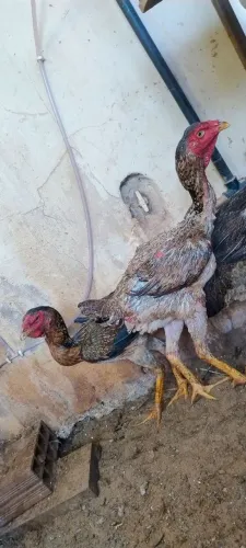 Vendo frangas indio gigante 