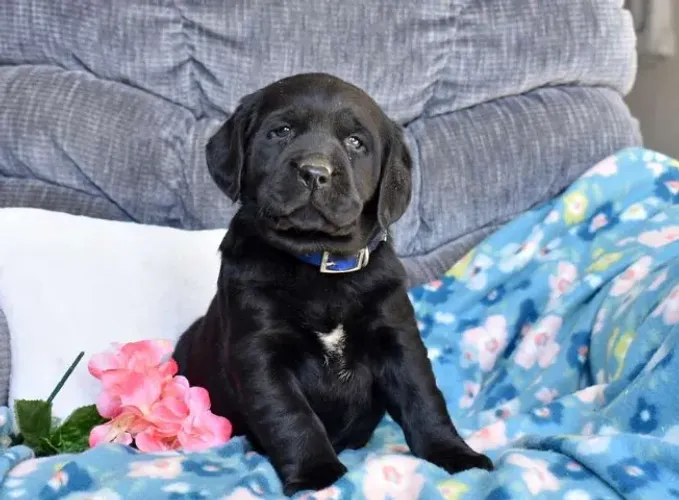 Últimos Labradores disponíveis! Me chama no WhatsApp antes que acabem!