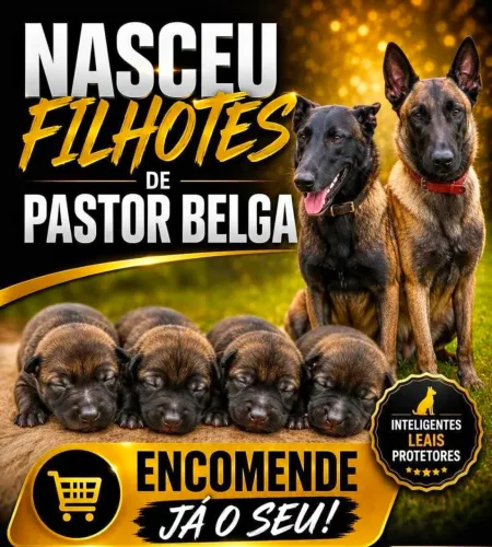 Pastor belga malinois