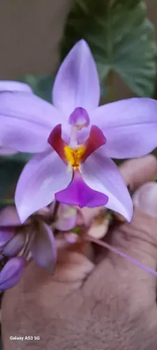 ? ORQUÍDEA SPATHOGLOTTIS ? VARIEDADES LINDAS E EXÓTICAS ?