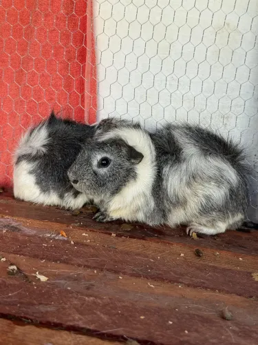 Porquinho da índia 