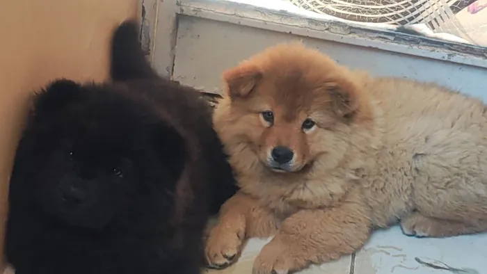Filhotes de Chow Chow a venda!