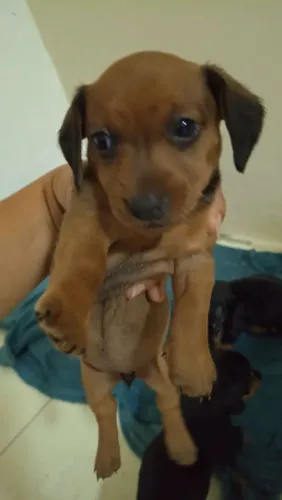 Cachorro 