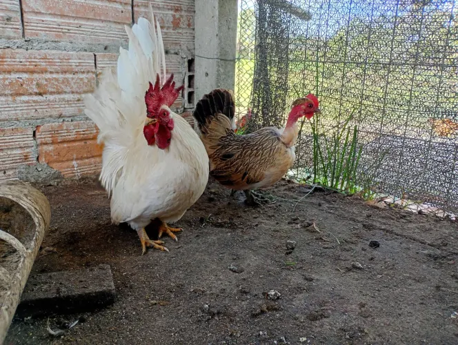 Vendo um casal de garnizé