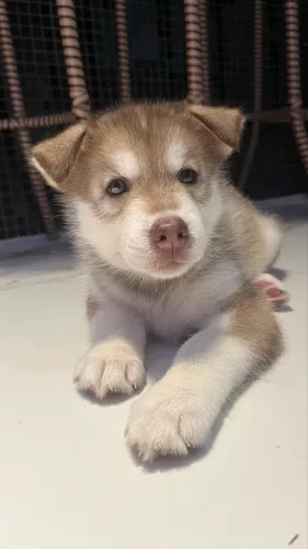 Filhote Rusky Siberiano