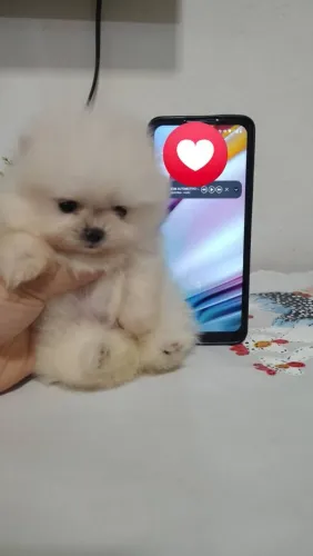 Minúsculos polarzinhos