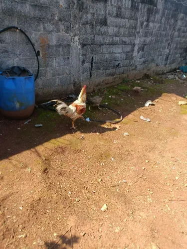Galo índio