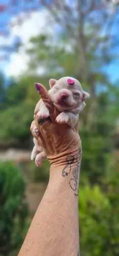 Chihuahua femea branca pelo curto - Top