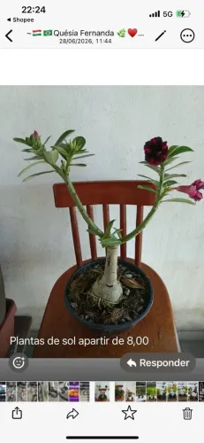 Rosas do deserto Enxertadas 