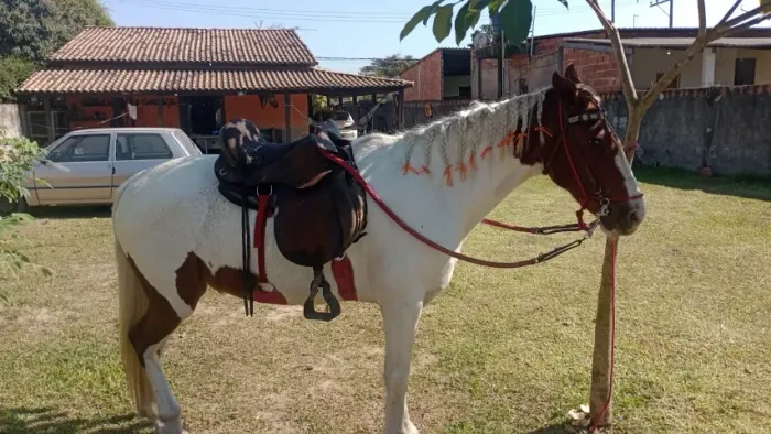 CAVALO PAMPA MARCHA PICADA