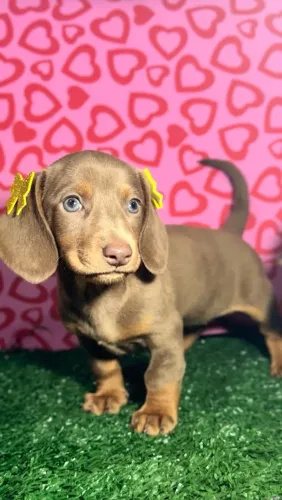 Dachshund fêmea