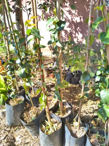 Muda de Pitanga